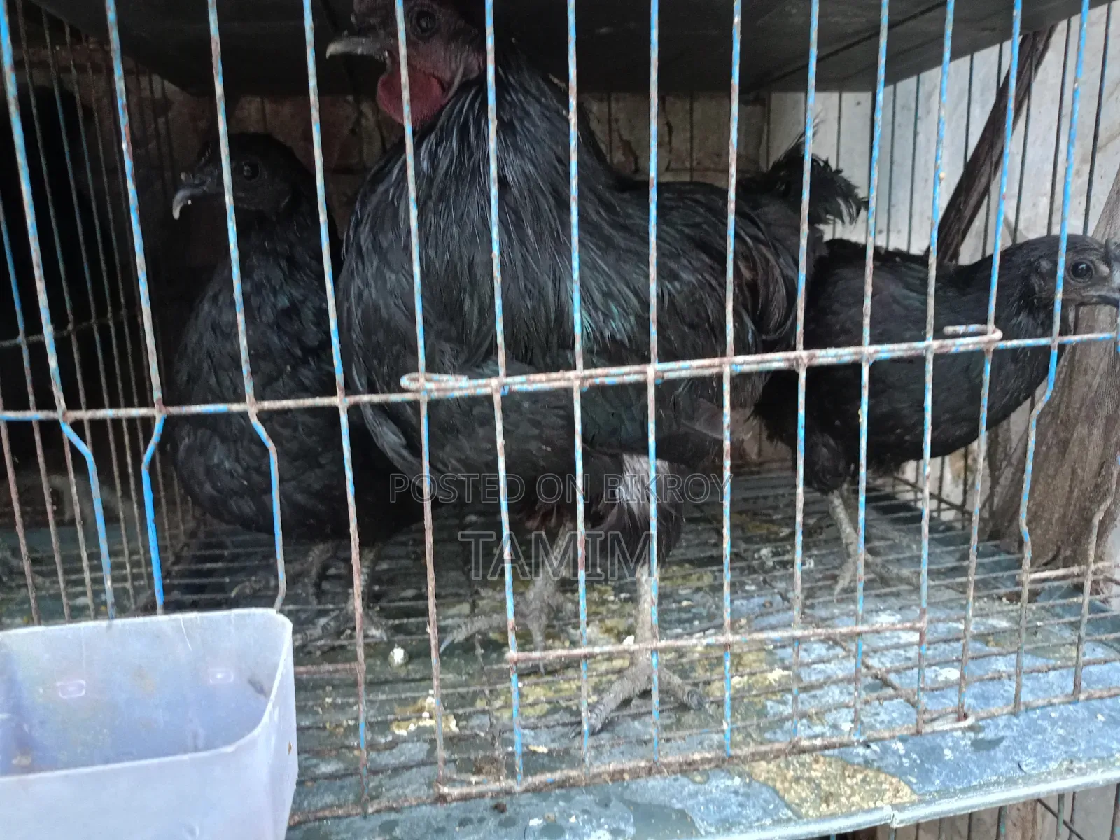 3 pieces Kadaknath chicken and rooster