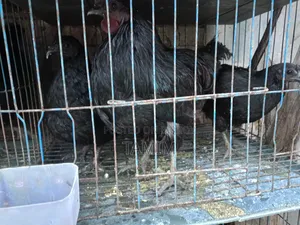 3 pieces Kadaknath chicken and rooster