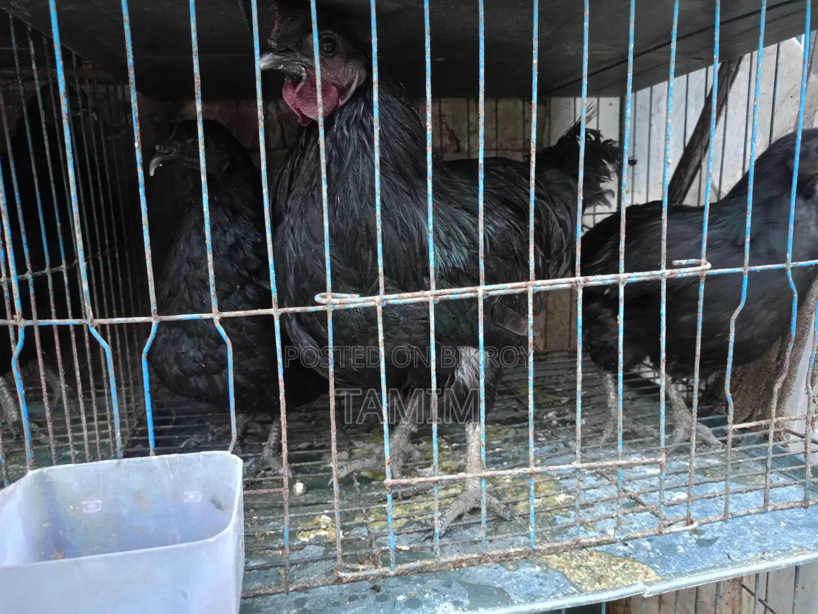 3 pieces Kadaknath chicken and rooster