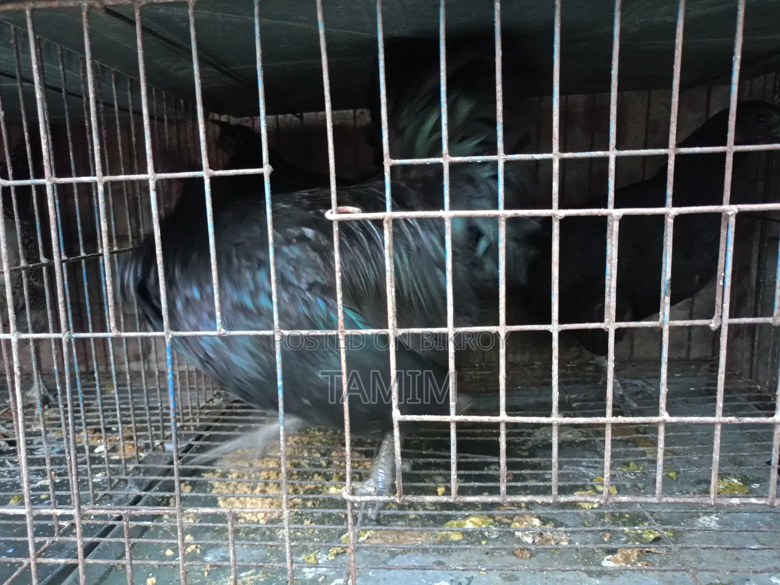 3 pieces Kadaknath chicken and rooster