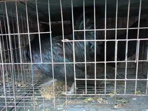 3 pieces Kadaknath chicken and rooster