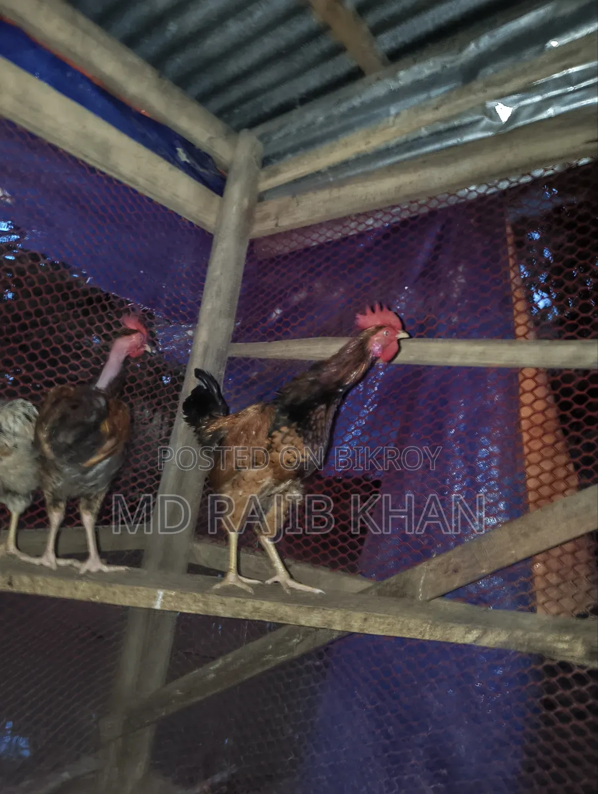 Deshi Chicken for Sale
