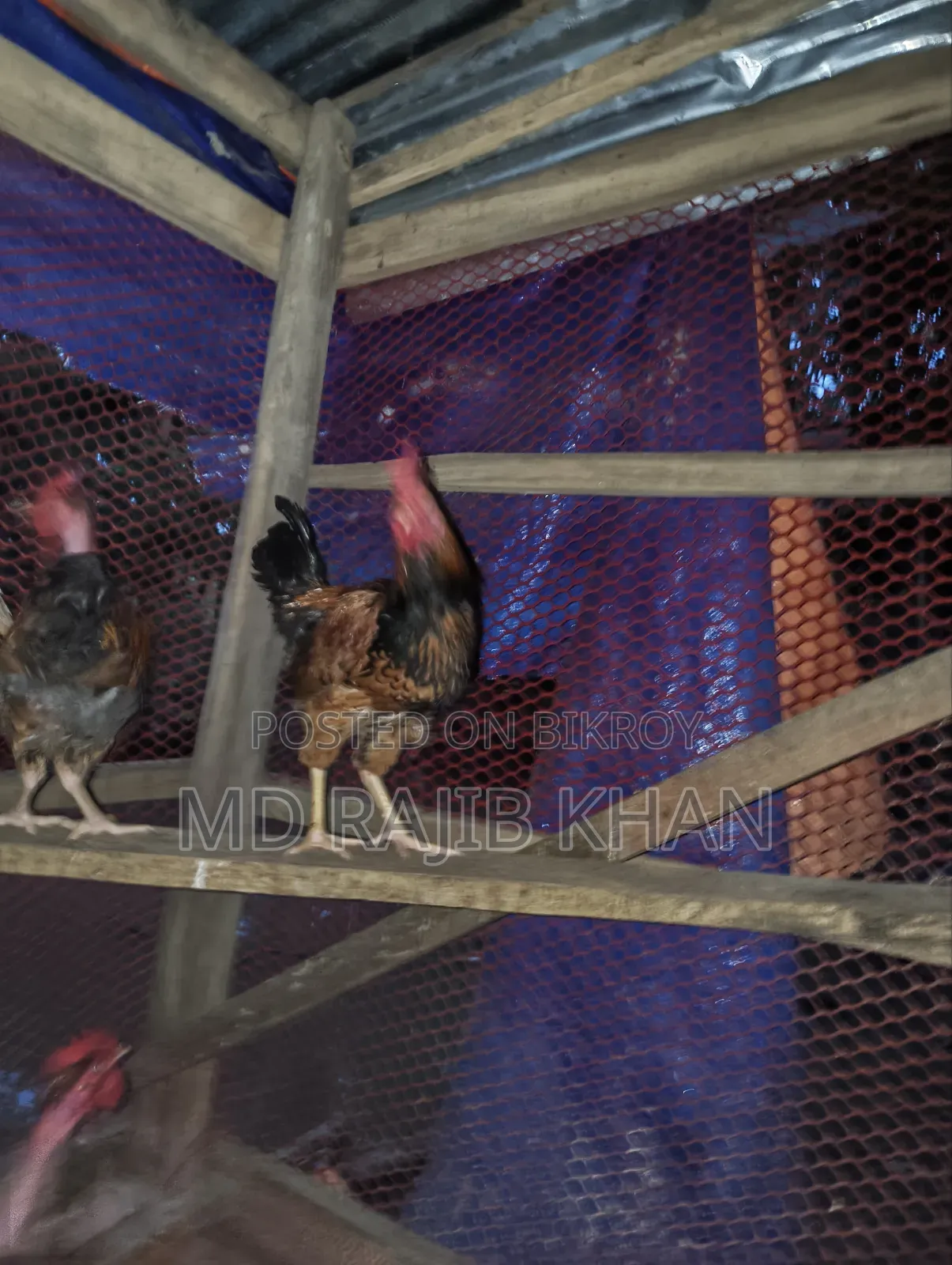 Deshi Chicken for Sale