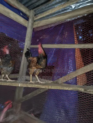 Deshi Chicken for Sale