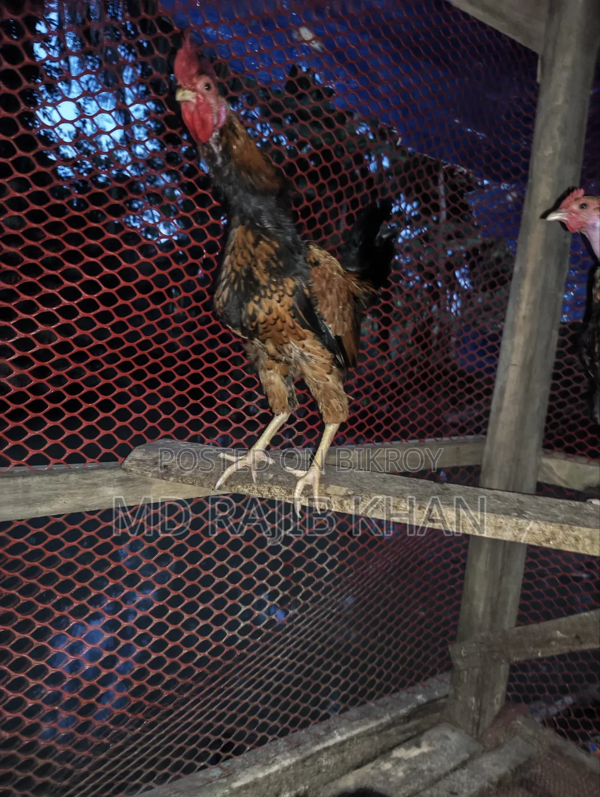 Deshi Chicken for Sale