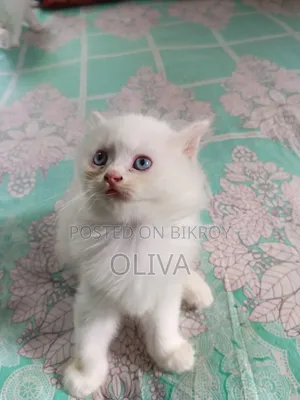 1-3 Months Female Purebred Persian