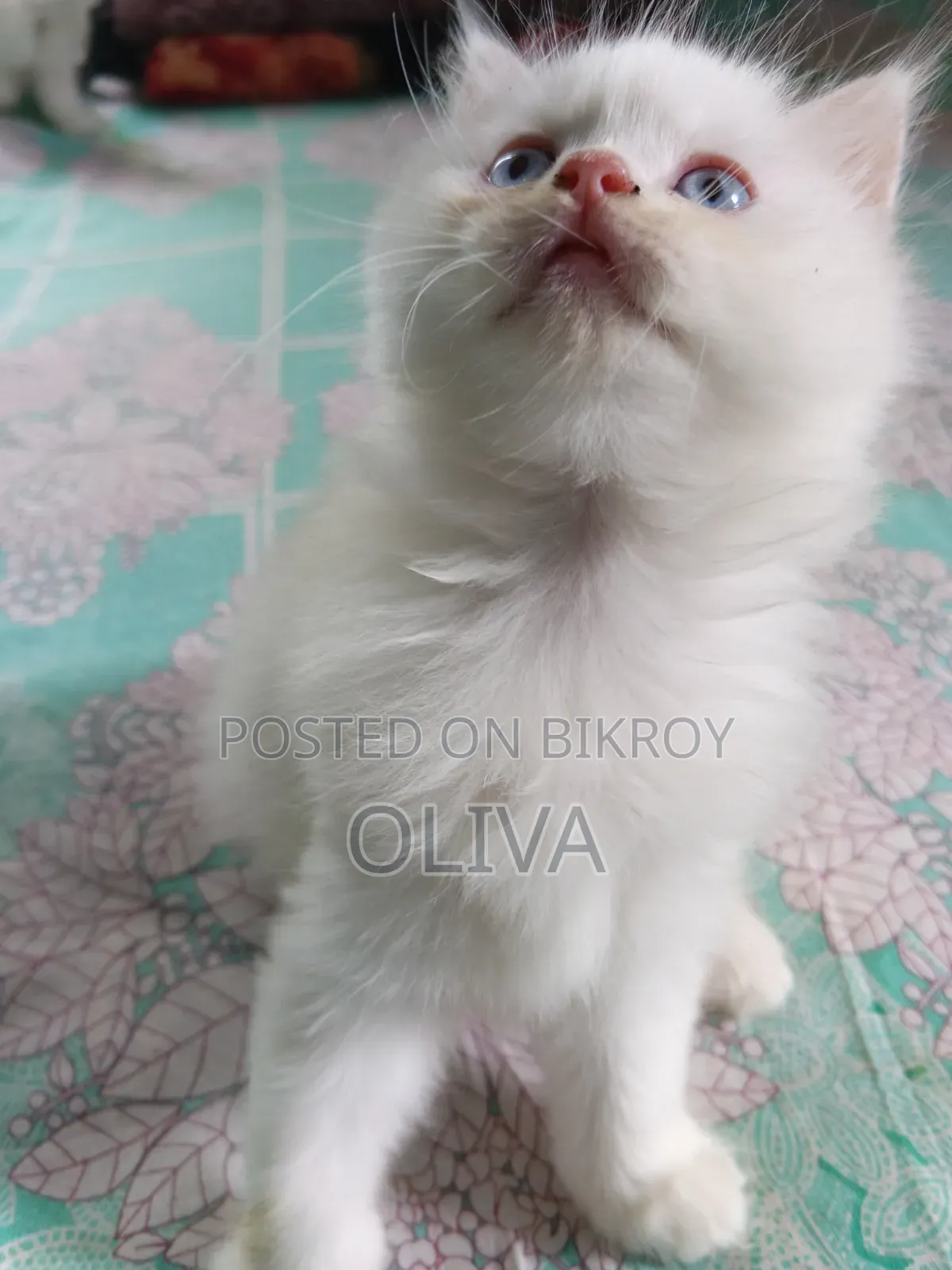1-3 Months Female Purebred Persian