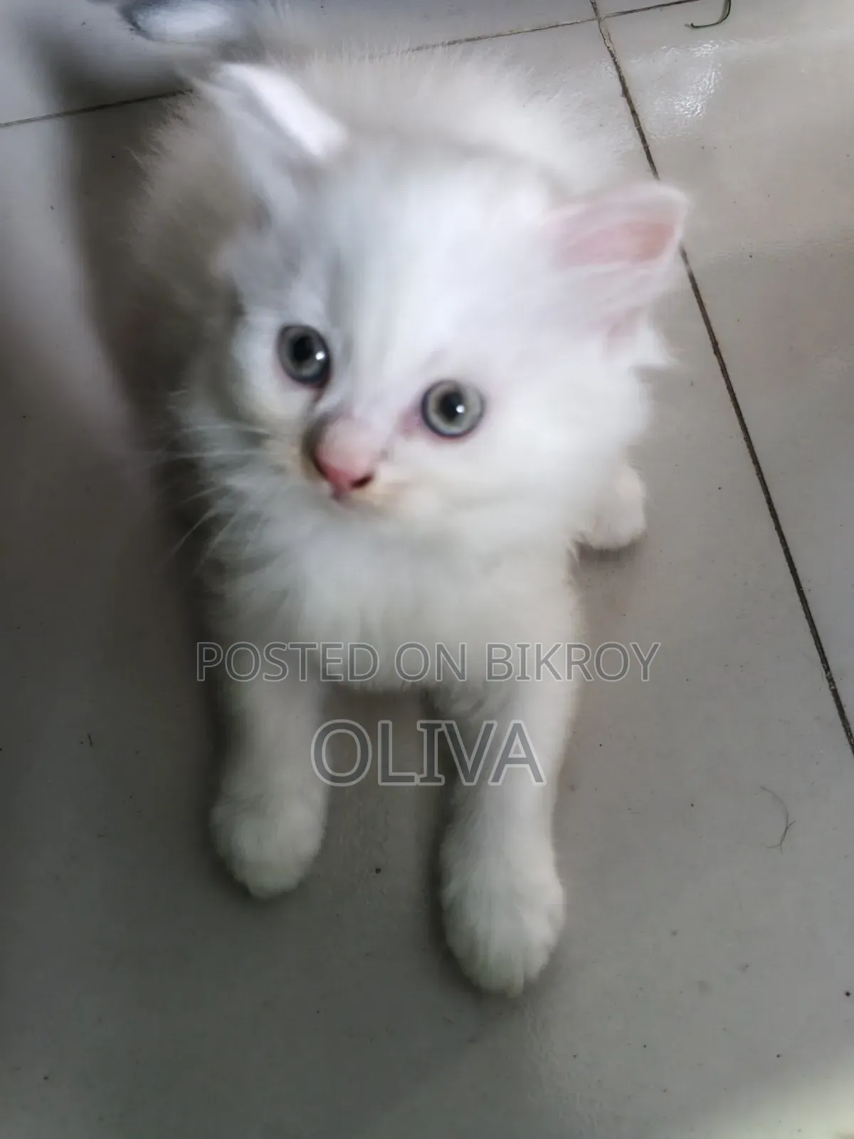 1-3 Months Female Purebred Persian