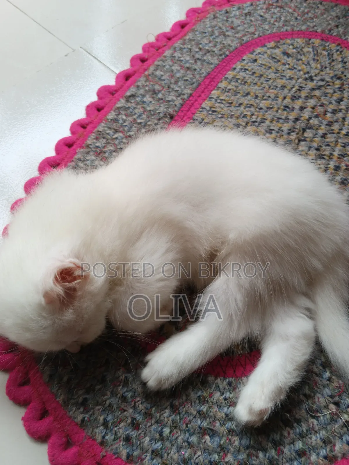 1-3 Months Female Purebred Persian