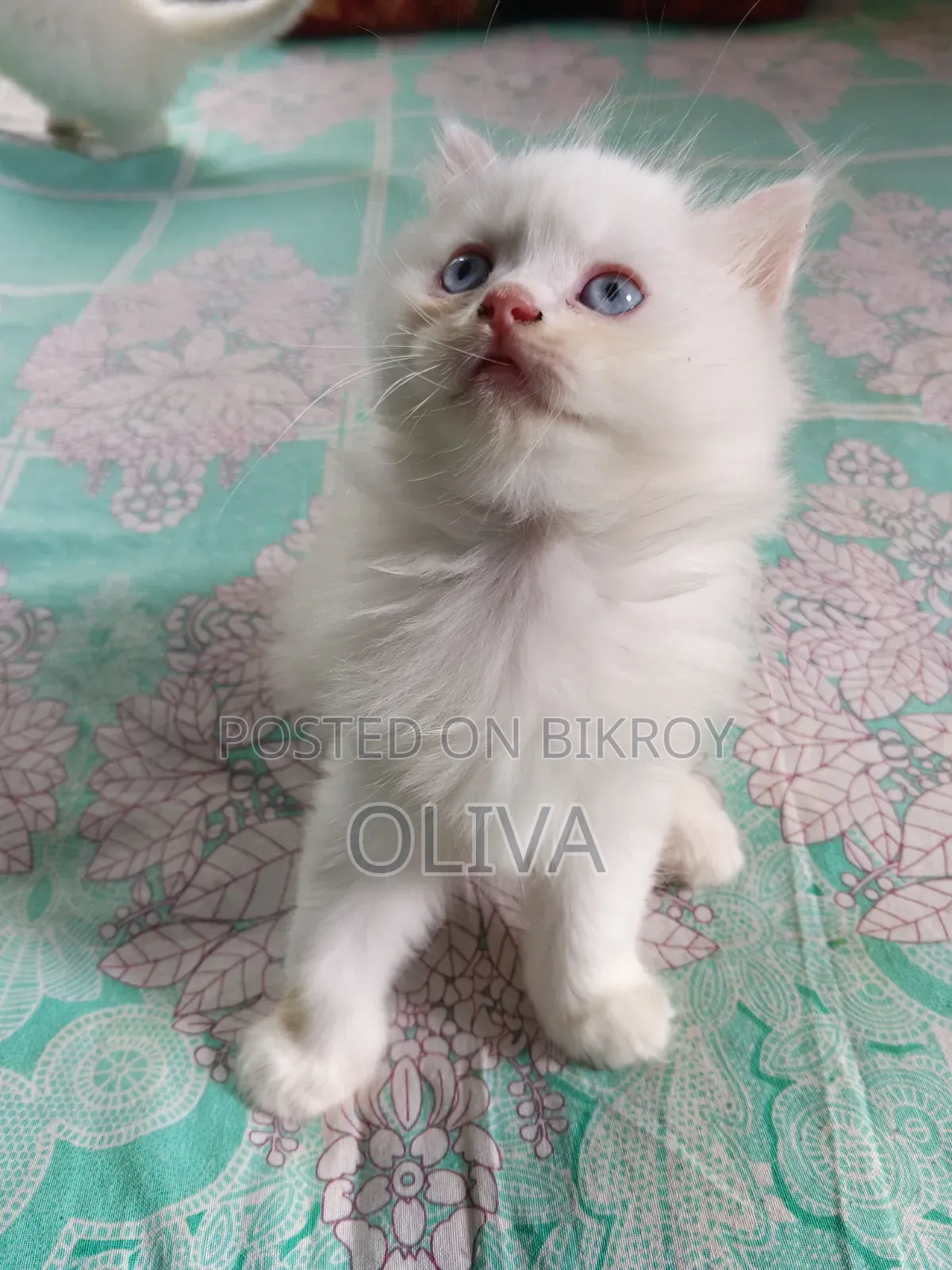 1-3 Months Female Purebred Persian
