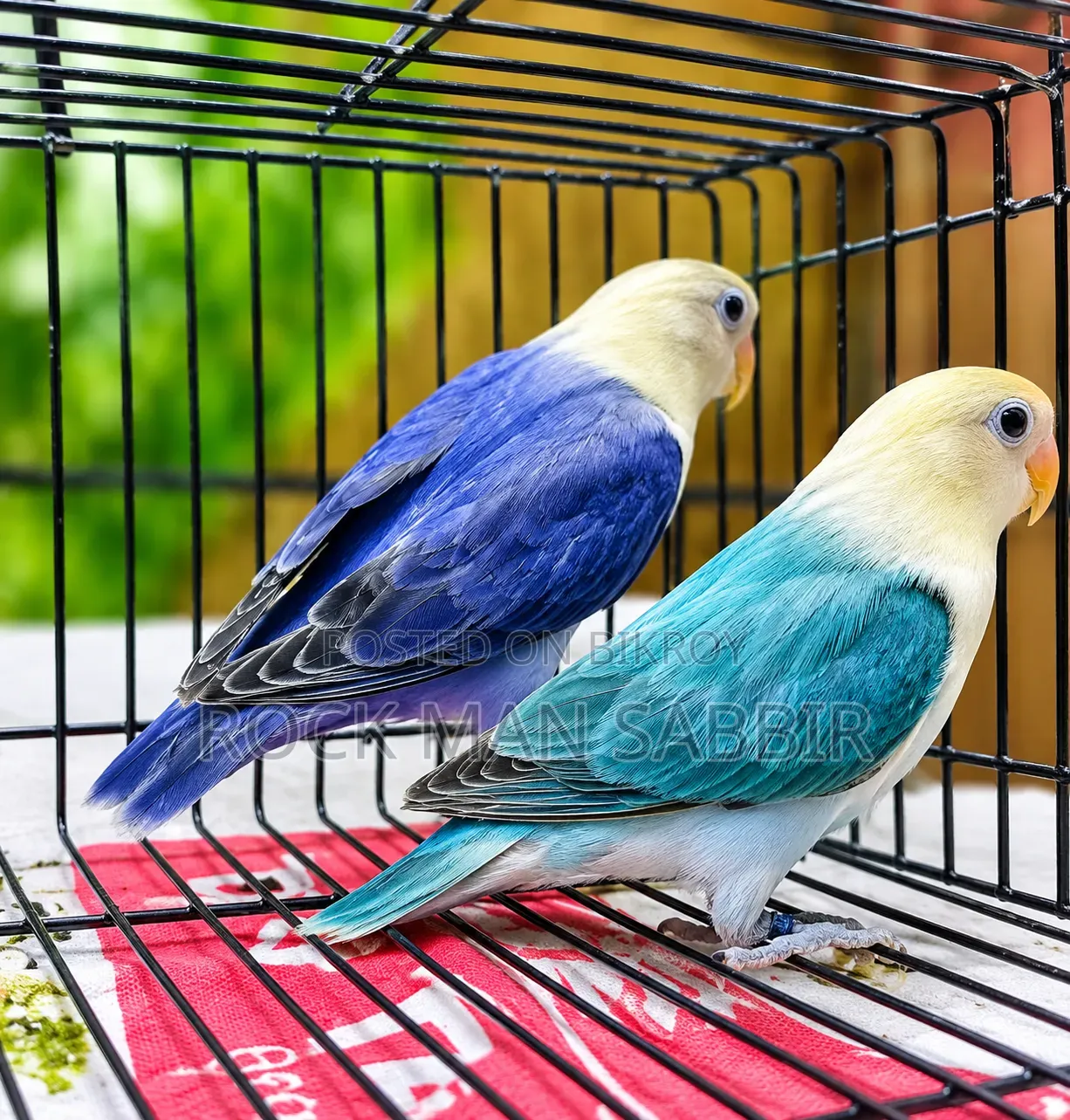 লাভ বার্ড