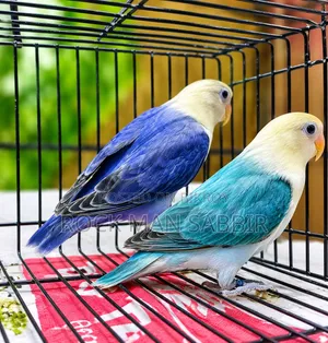 লাভ বার্ড