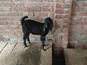 Five pieces of good quality kid goats