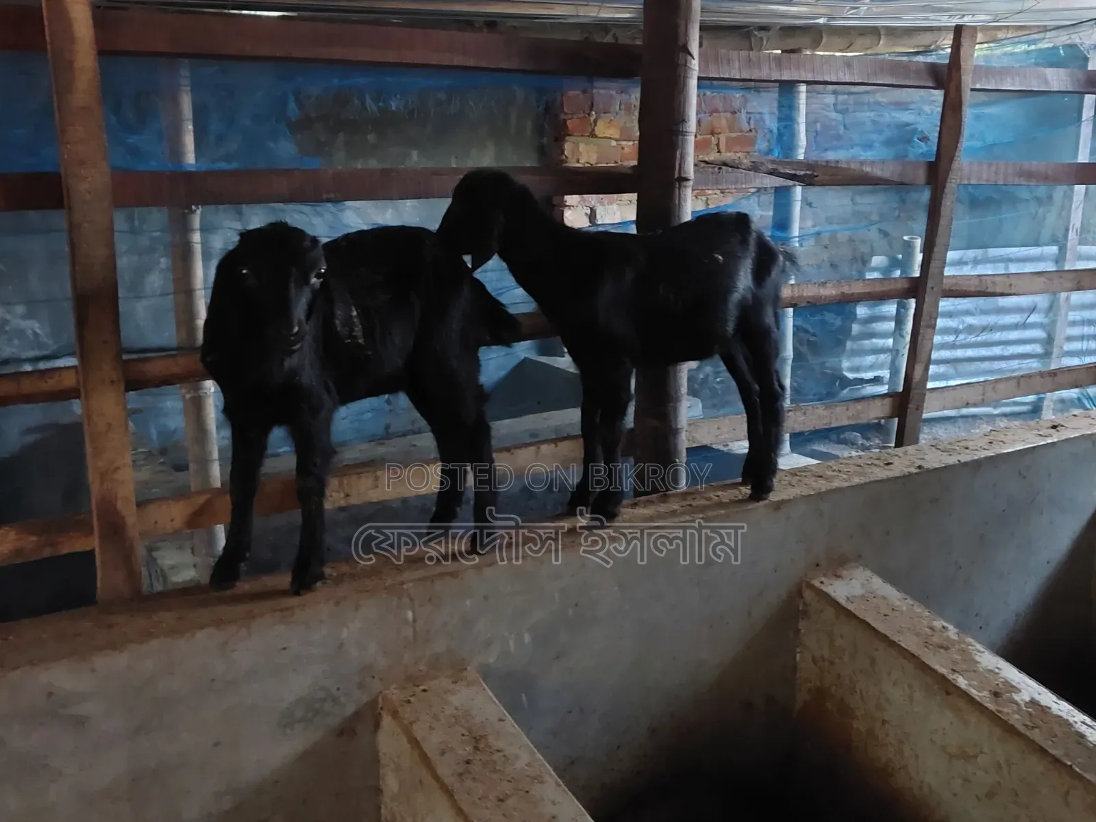 Five pieces of good quality kid goats