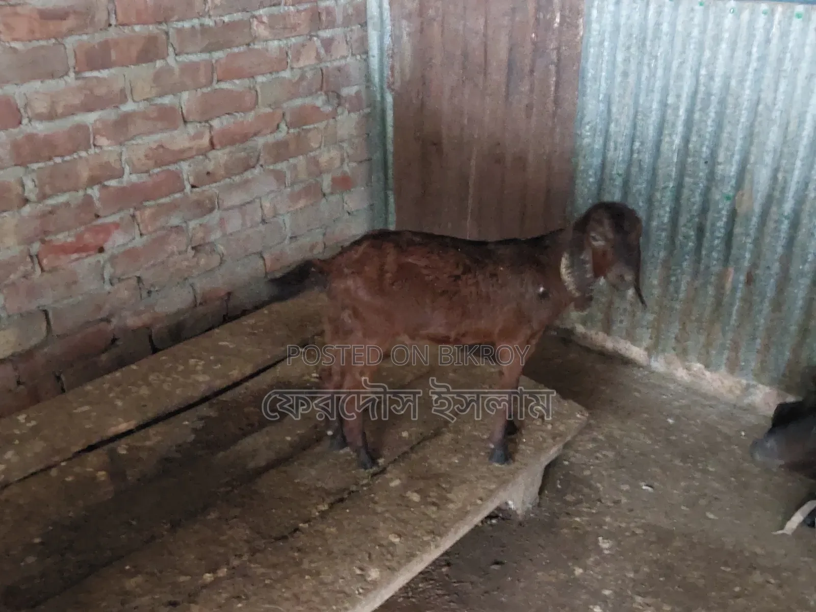 Five pieces of good quality kid goats
