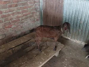 Five pieces of good quality kid goats