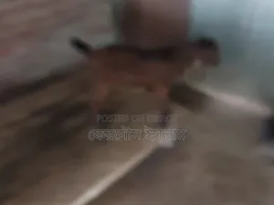 Five pieces of good quality kid goats