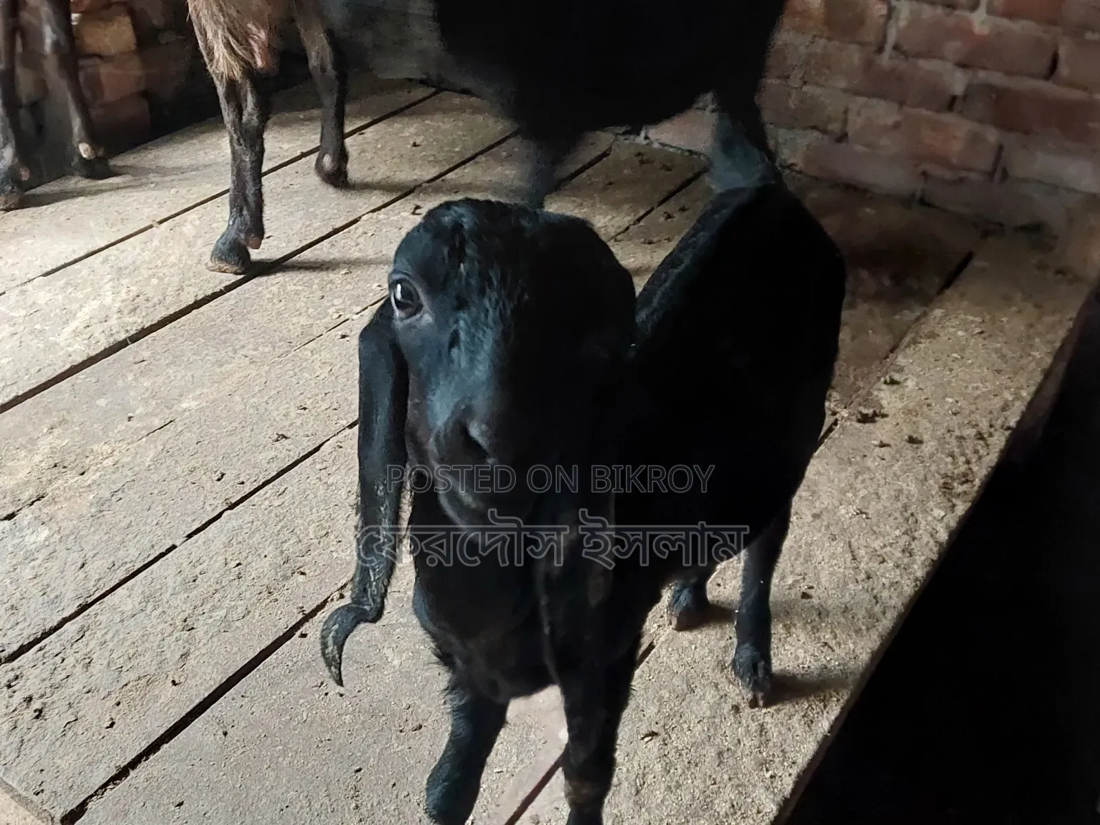 Five pieces of good quality kid goats