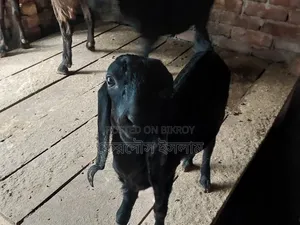 Five pieces of good quality kid goats