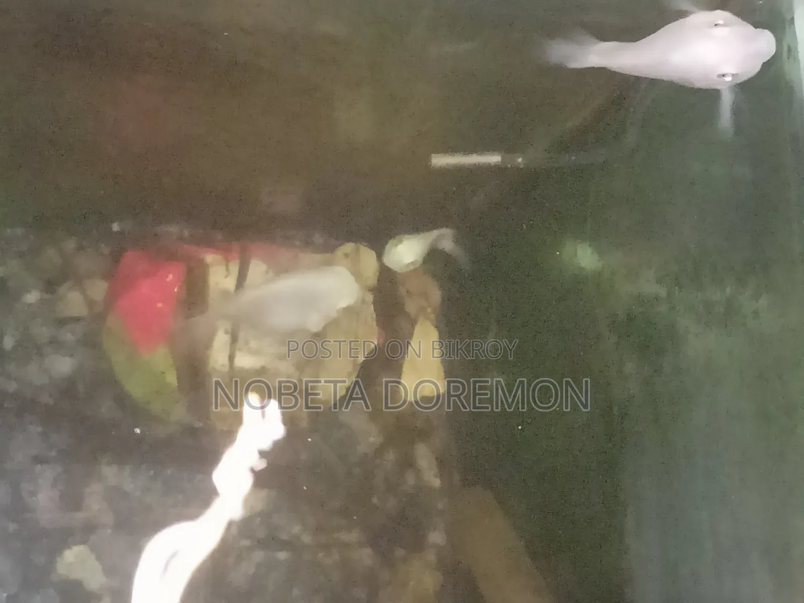 অ্যাডাল্ট হোয়াইট পোলার প্যারট