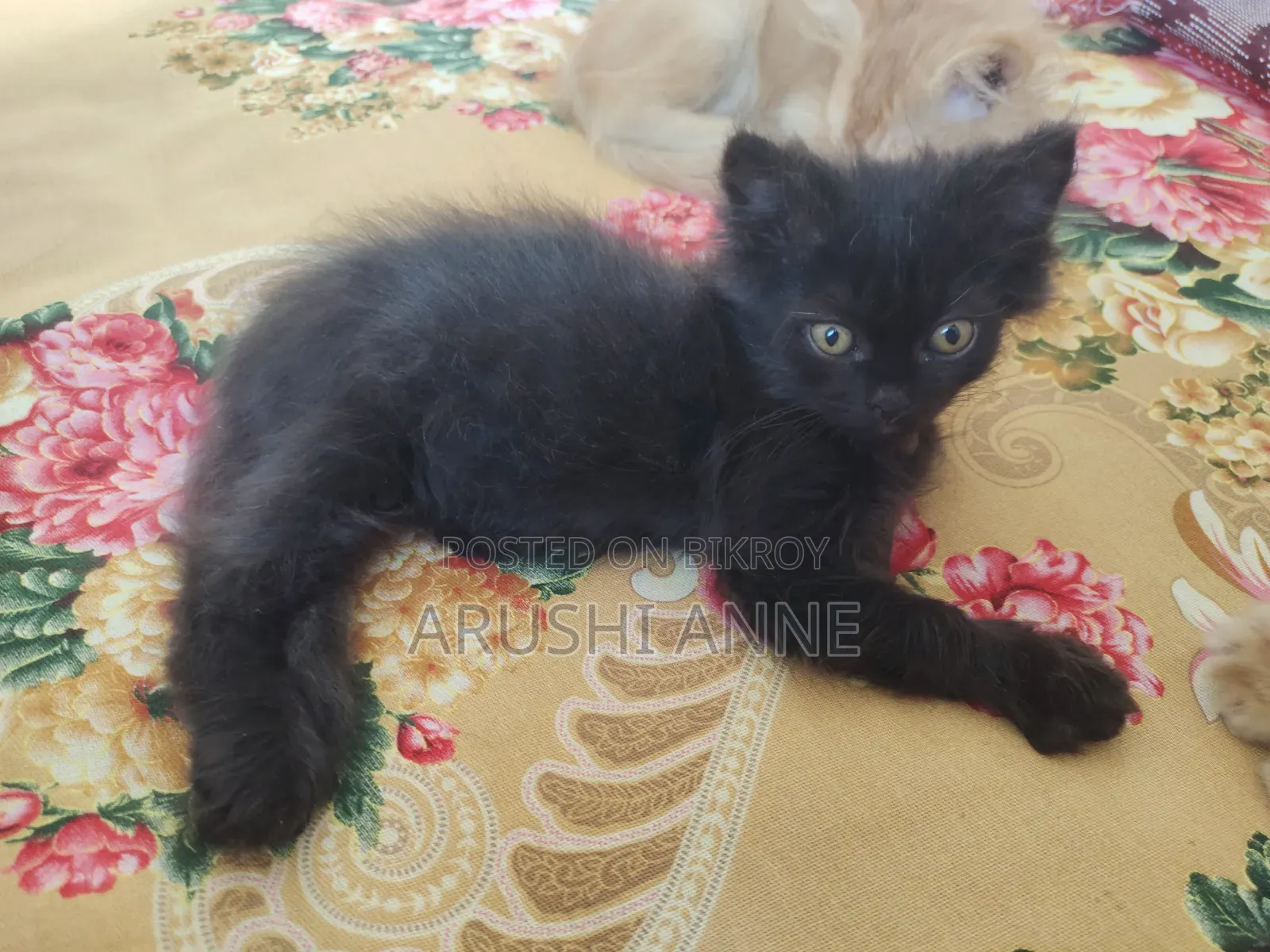 1-3 months Male Purebred Persian