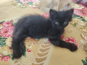 1-3 months Male Purebred Persian