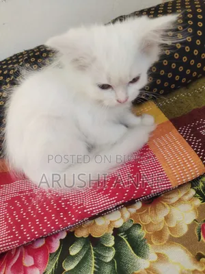 1-3 months Male Purebred Persian