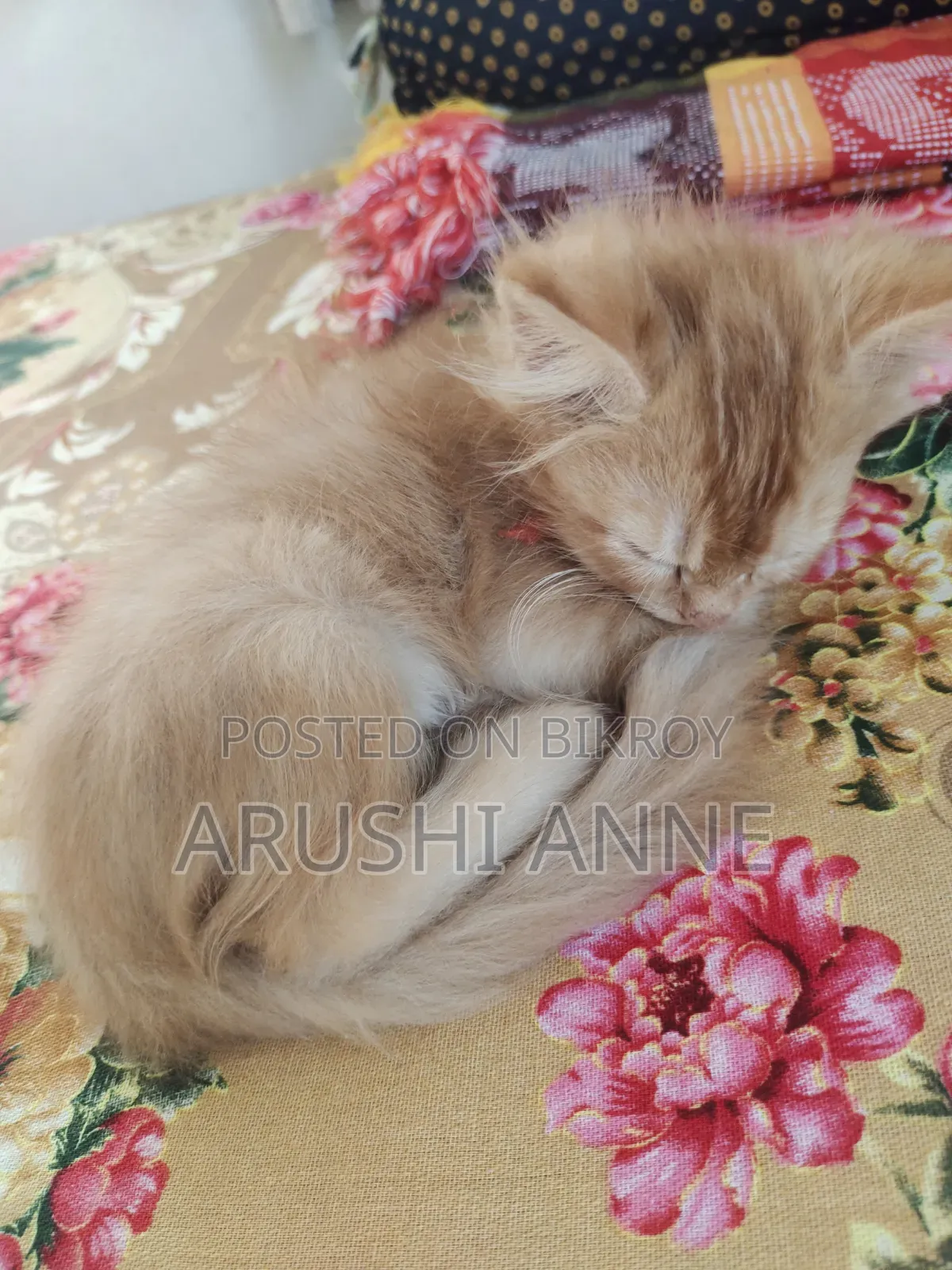 1-3 months Male Purebred Persian