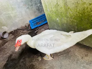 White Chinese Duck