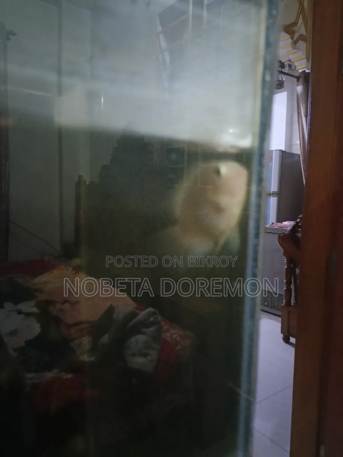অ্যাডাল্ট হোয়াইট পোলার প্যারট