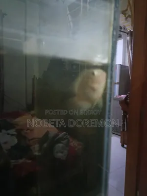 অ্যাডাল্ট হোয়াইট পোলার প্যারট