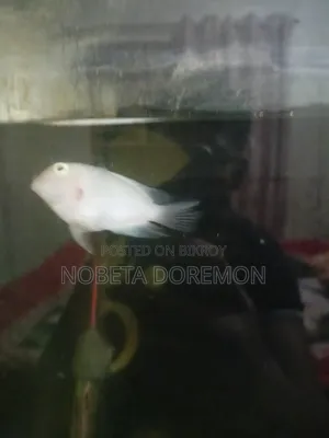 অ্যাডাল্ট হোয়াইট পোলার প্যারট