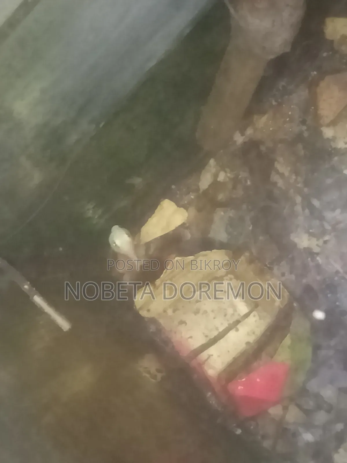 অ্যাডাল্ট হোয়াইট পোলার প্যারট