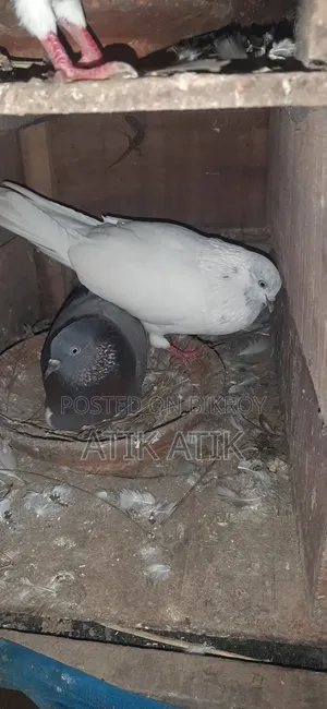 খোপ সহ গিরিবাজ কবুতার বিক্রি করব