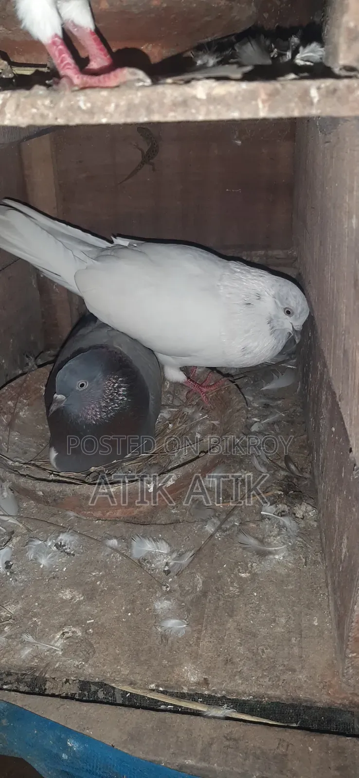খোপ সহ গিরিবাজ কবুতার বিক্রি করব