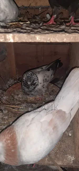 খোপ সহ গিরিবাজ কবুতার বিক্রি করব