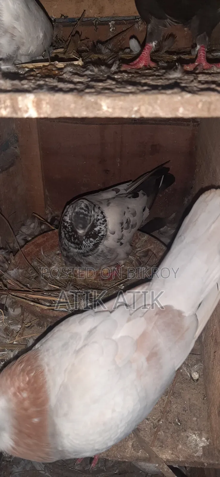খোপ সহ গিরিবাজ কবুতার বিক্রি করব
