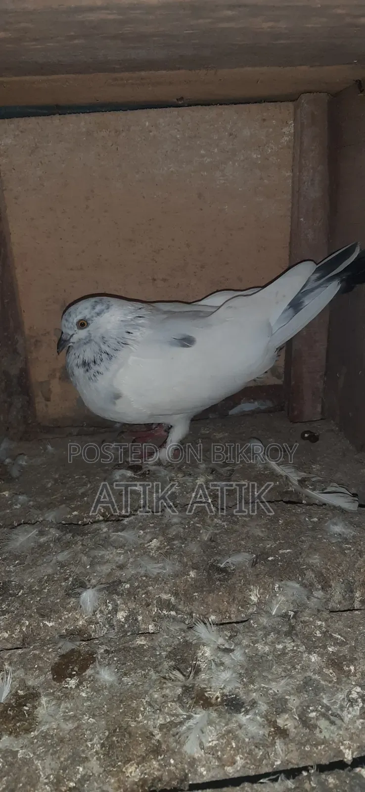 খোপ সহ গিরিবাজ কবুতার বিক্রি করব