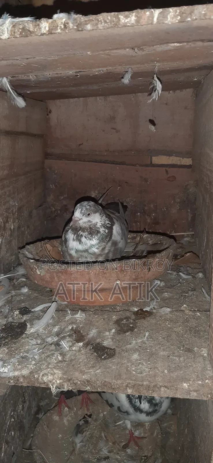 খোপ সহ গিরিবাজ কবুতার বিক্রি করব