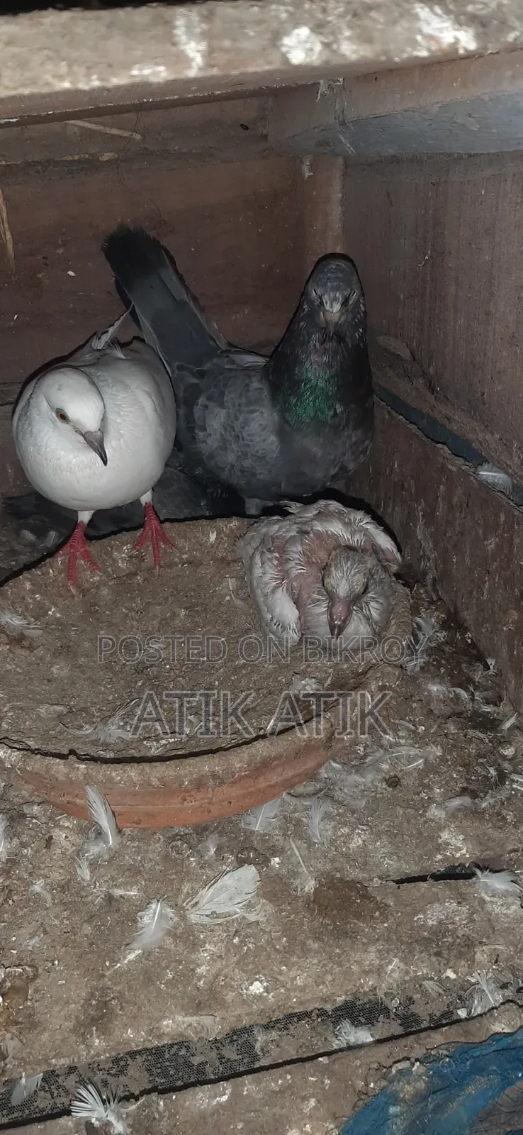 খোপ সহ গিরিবাজ কবুতার বিক্রি করব