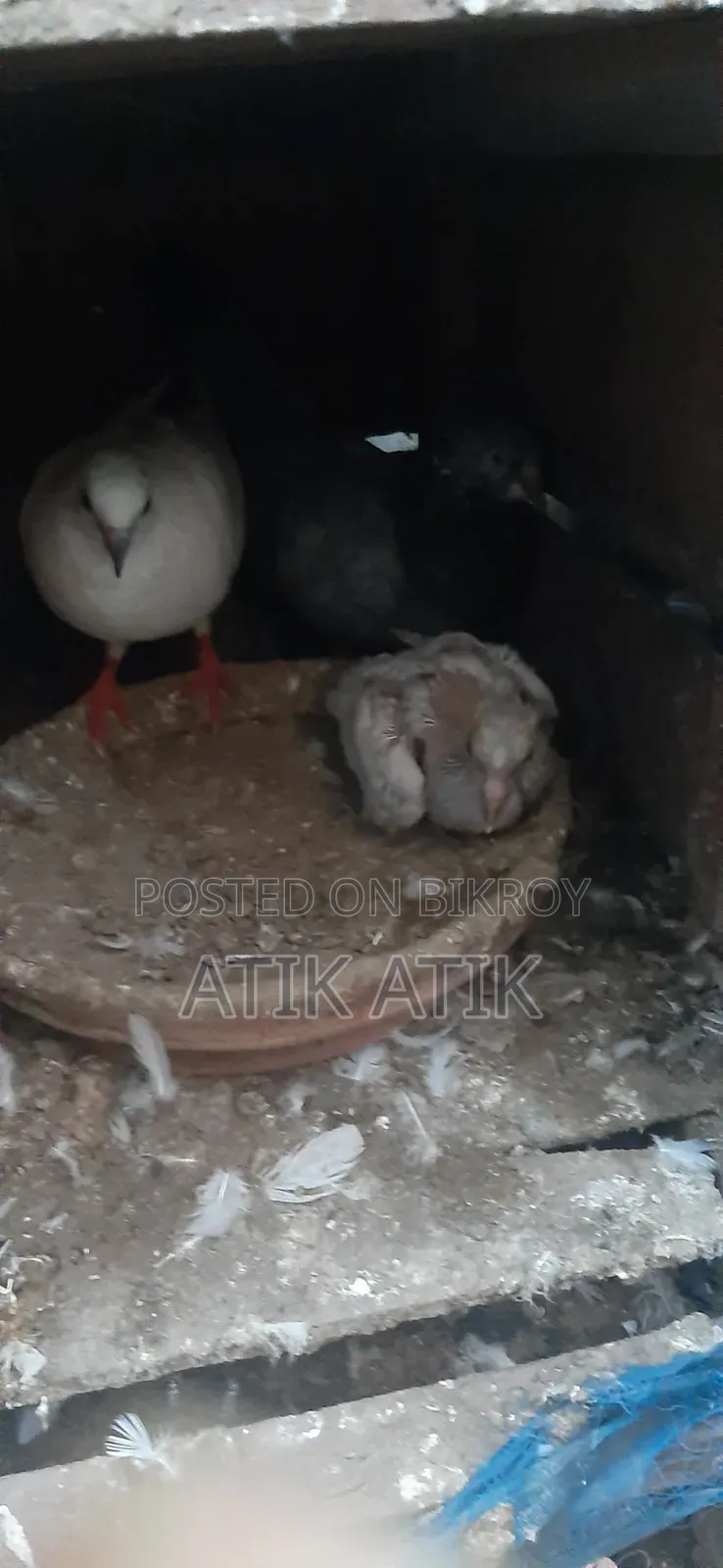 খোপ সহ গিরিবাজ কবুতার বিক্রি করব