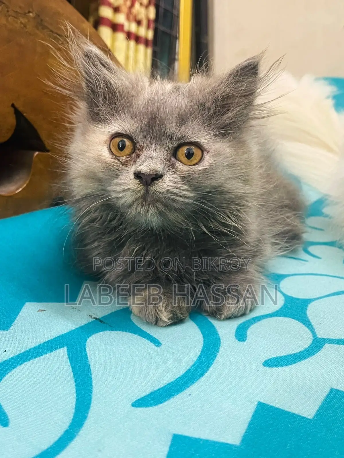 1-3 months Female Purebred Persian