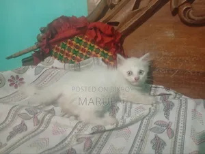 ১-৩ মাসের ফিমেল পিওরব্রেড পার্সিয়ান