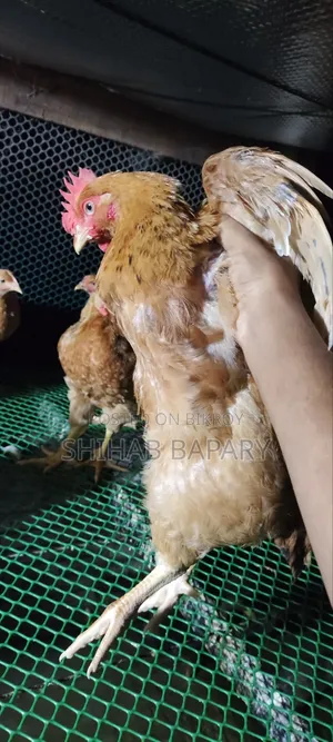 Tiger Chicken