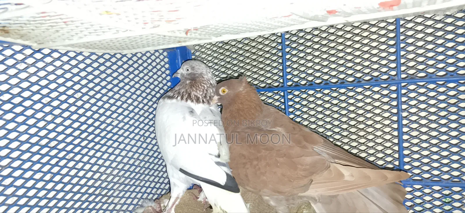 গিরিবাজ কবুতর