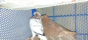 গিরিবাজ কবুতর