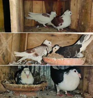 লফট সহ কবুতর বিক্রি হবে