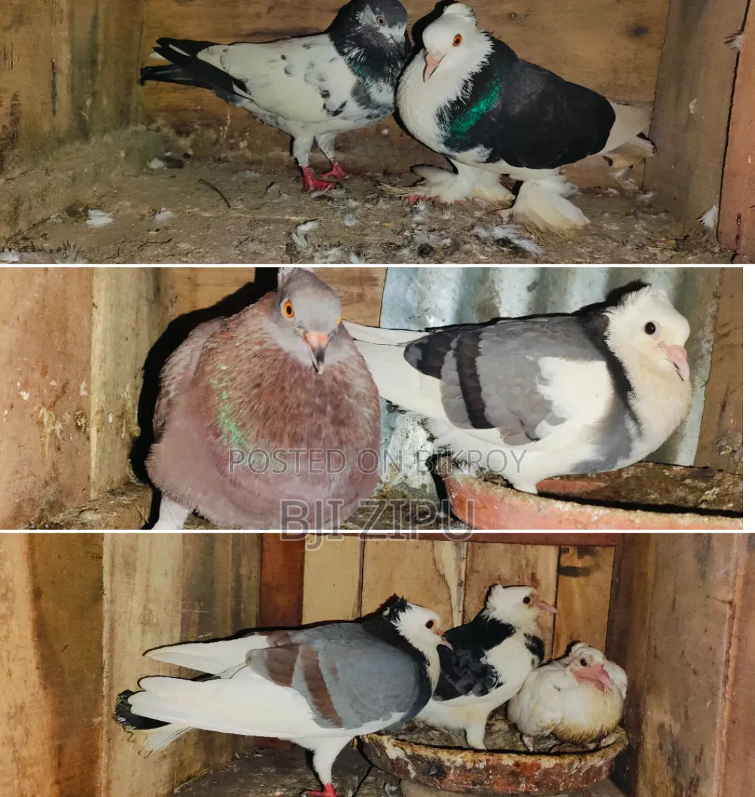 লফট সহ কবুতর বিক্রি হবে