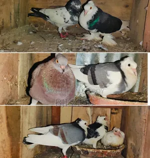 লফট সহ কবুতর বিক্রি হবে
