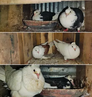 লফট সহ কবুতর বিক্রি হবে